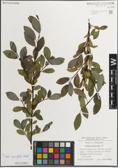 Foto von Salix myrsinifolia Salisb.